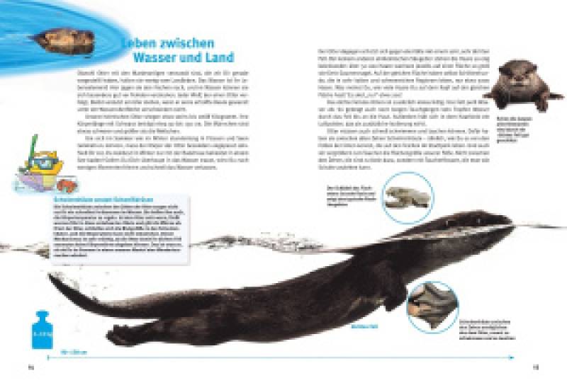 Preview: Entdecke die Otter